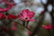 Spring Pink Bloom Bokeh