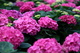 Spring Pink Hydrangea