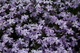 Spring Purple Creepingflox Flowers