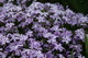 Spring Purple Flox Flowers