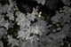 Spring White Azalea Flowers