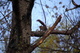 Squirrel Barking at me in a Tree