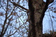 Squirrel Barking At Me On A Tree