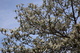 White Dogwood Tree Sky Spring