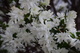 White Flowers Azalea Bloom Spring