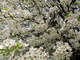White Pear Tree Flowers Blooming Spring