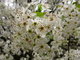 White Pear Flowers Macro Tree