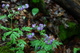 Forest Flowers Spring
