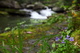 Forest Blue Wildflower Waterfall Background