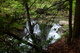 Mill Creek Waterfall Forest