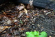 Mushrooms Macro Forest