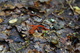 Newt Lizard Snail on the Trail