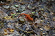 Newt Snail on the Trail