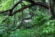 Seat Under a Tree Forest Waterfall