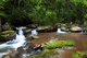 Springtime Forest Waterfall Wv