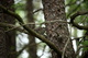 Squirrel Hiding Branch Tree