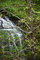 Waterfalls Spring Tree