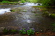 Wildflowers Spring Creek Stream Wv