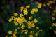Yellow Forest Spring Wildflowers