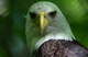 Bald Eagle Bird Eyes