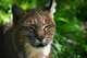 Bobcat Face Whiskers