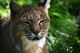 Bobcat Face Eyes Closed