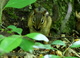 Chipmunk Eating Nut by a tree