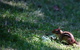 Chipmunk In Grass