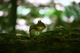 Chipmunk Eating nut on log