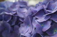 Blue Flowers Summer