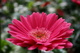 Pink Summer Daisy Flower