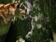 Mountain Lion Cougar Tree