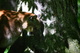 Mountain Lion behind tree