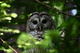 Barred Owl in Tree