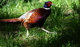 Ringed Neck Pheasant Bird