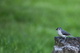 Gray Wren Bird on a tree stump