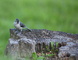 Crowned Wren Bird on a tree stump seeds