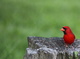 Red Cardinal Bird 