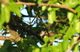 Sparrow Hiding in a Tree