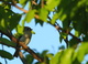 Sparrow Bird Perched in a Tree