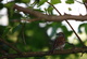 Sparrow Bird sitting on a tree branch