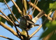 Sparrow Bird Cleaning Feathers