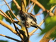 Sparrow Bird sitting in a Tree Cleaning