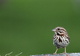 Little Sparrow Bird