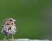 Brown and White Sparrow Bird