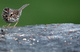 Sparrow eating seeds