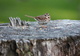 Sparrow bird on a tree stump