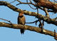Woodpecker Bird in a tree