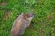 Grey Groundhog from above