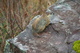 Groundhog on a rock cliff